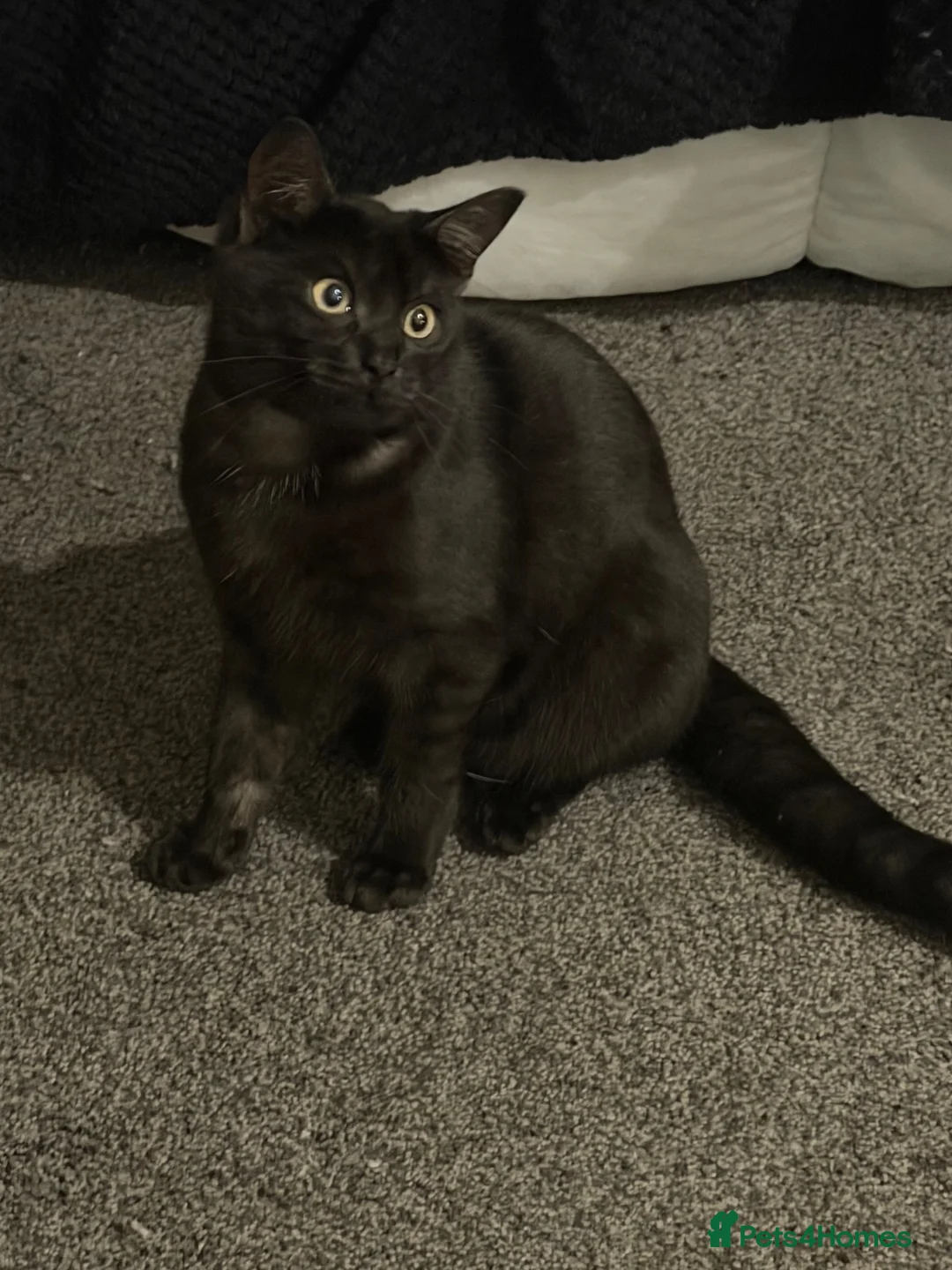 Mixed Breed cats for sale: black  - Advert 2