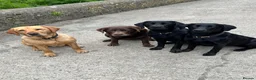 Labrador Retriever dogs for sale: 2 Beautiful Black girls available  - Advert 5