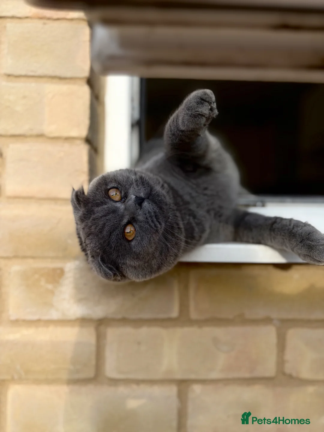 British Shorthair cats for sale: British shorthair Scottish fold kittens  - Advert 2