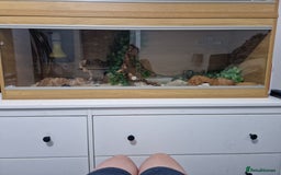Corn Snake reptiles for sale: Adult corn snakes - Image 5
