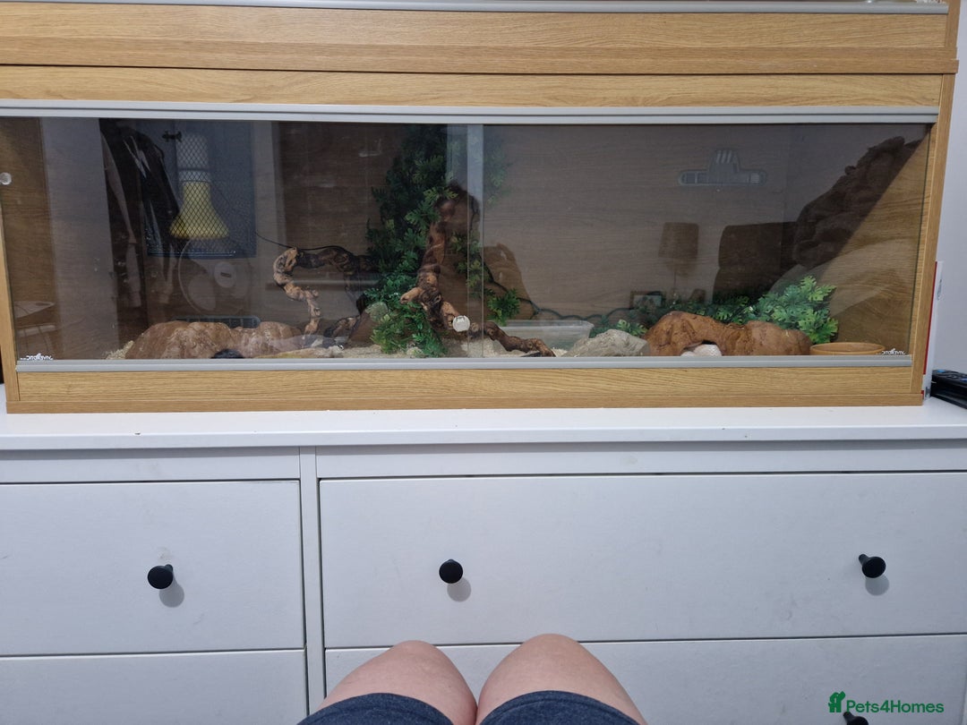 Corn Snake reptiles for sale: Adult corn snakes - Image 5