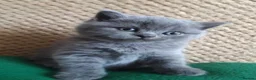 British Shorthair cats for sale: Quality British Shorthair Kittens for Sale - Advert 4
