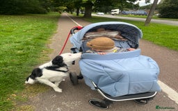 Border Collie dogs for sale: Atlas, beautiful border collie - Image 2