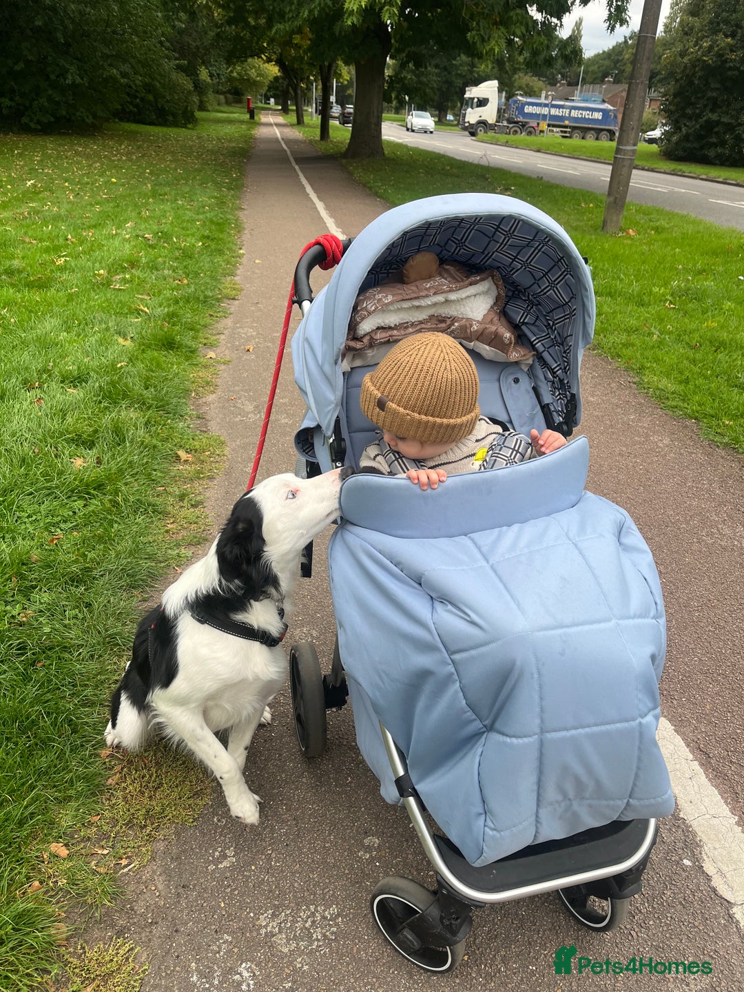 Border Collie dogs for sale: Atlas, beautiful border collie - Image 2