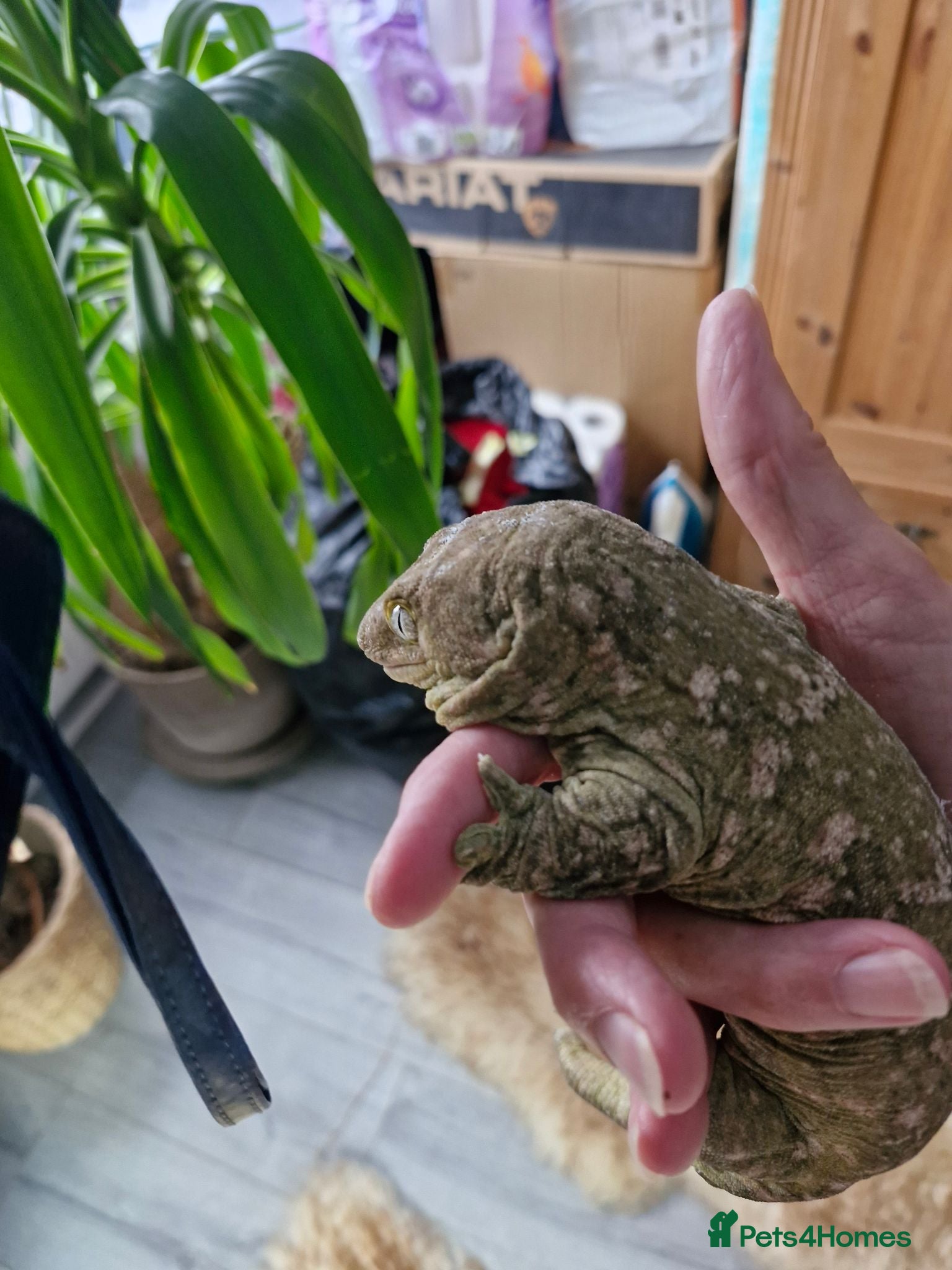 Lizard reptiles Lizards & Geckos for sale - Advert 10