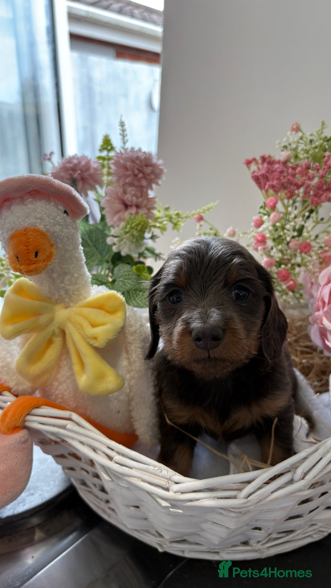 Miniature Dachshund dogs ♥️LONG COAT DAXIS♥️ ONLY GIRLS ♥️ - Advert 1