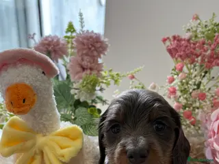 Miniature Dachshund dogs ♥️LONG COAT DAXIS♥️ ONLY GIRLS ♥️ - Advert 1