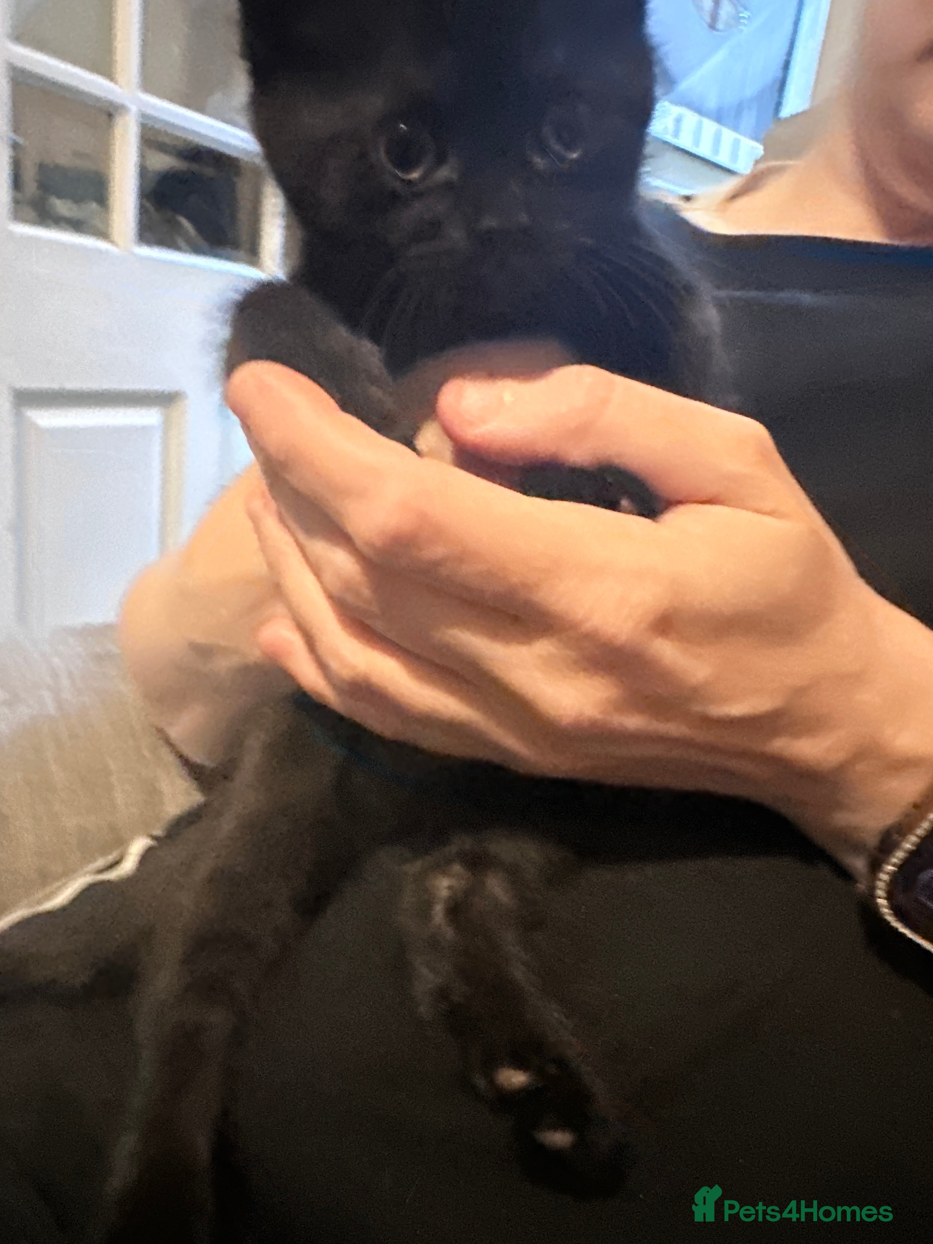 Scottish Fold cats for sale: Half Scottish fold kittens  in Bilston - Advert 2