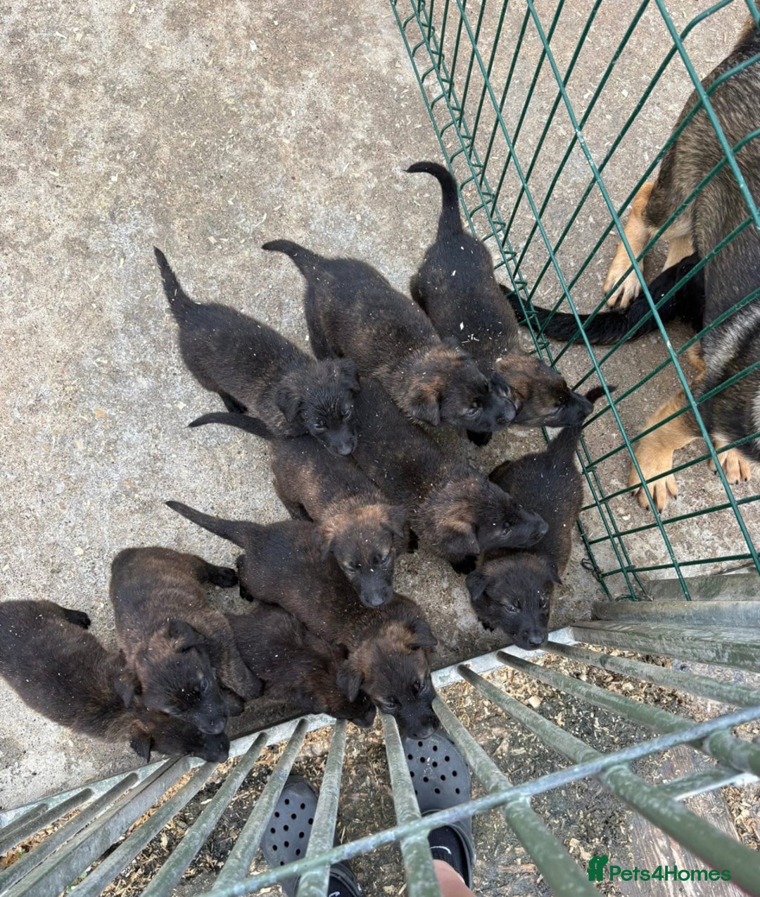Mixed Breed dogs for sale: Dutch herder x German Shepherd pups - Image 6