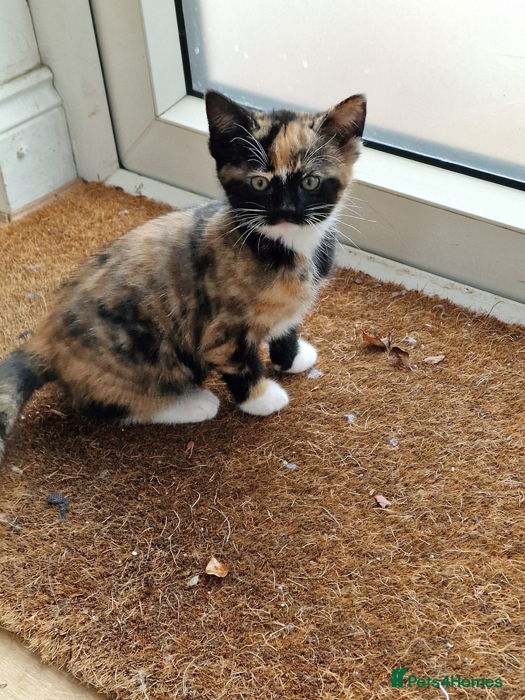 Mixed Breed cats for sale: Very special tortie and white girl - Advert 14