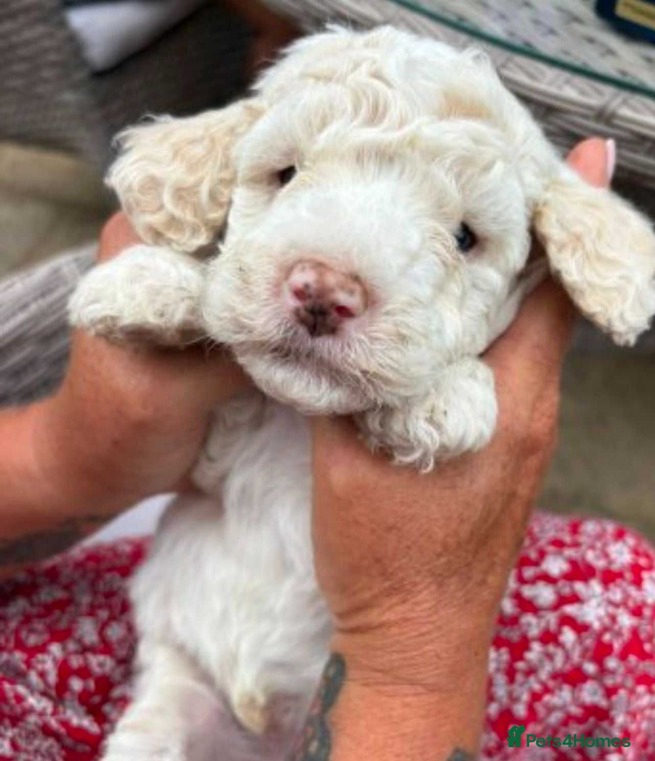 Cockapoo dogs Beautiful cockapoo puppies  - Advert 13