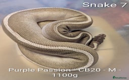 Python Snake reptiles for sale: Snakes for sale - Image 8