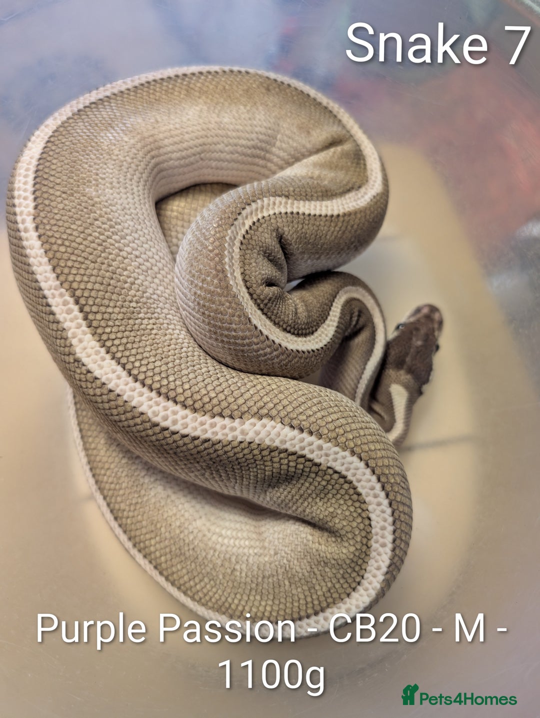 Python Snake reptiles for sale: Snakes for sale - Image 8