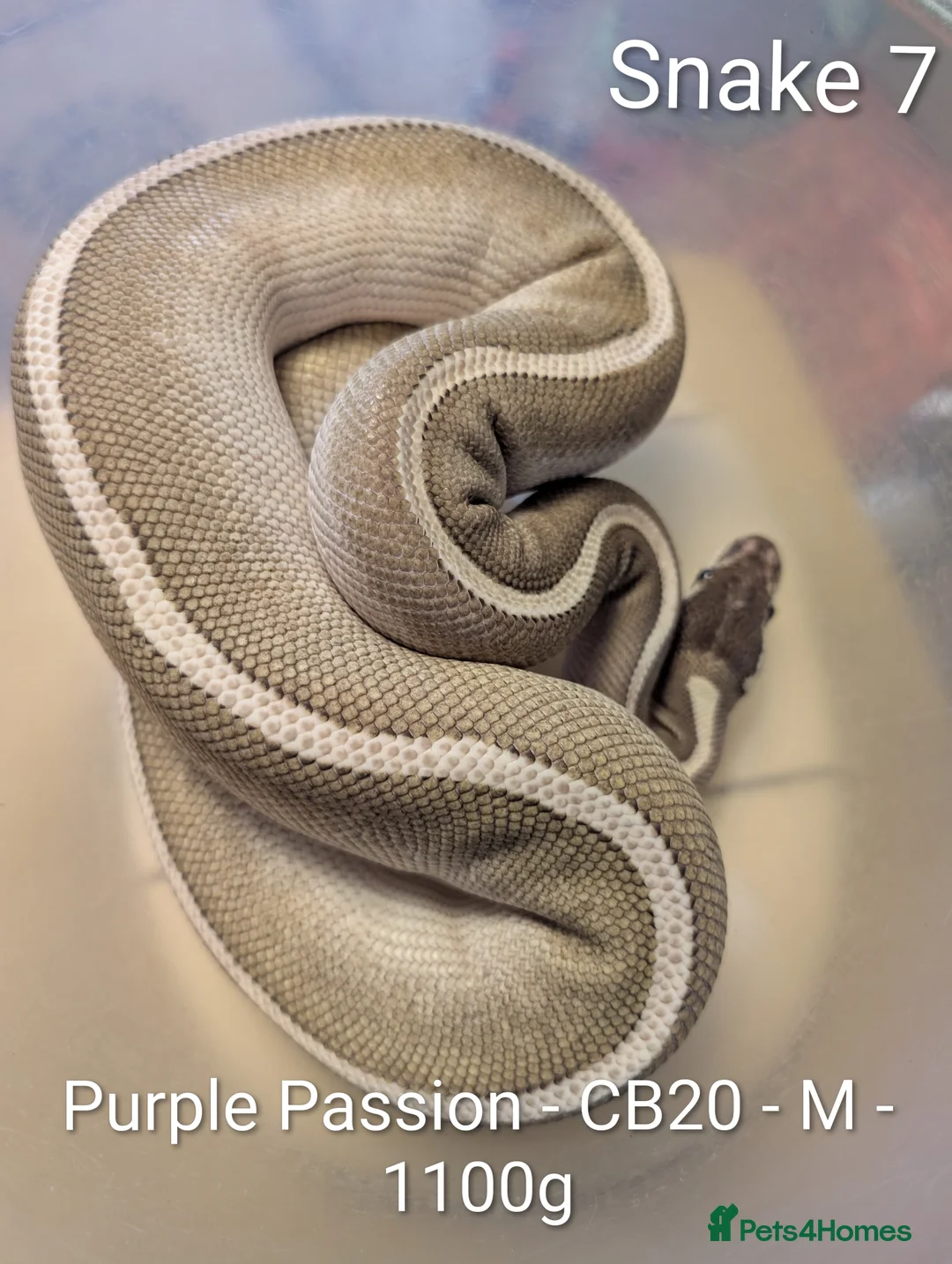 Python Snake reptiles for sale: Royal Pythons for sale - Advert 6