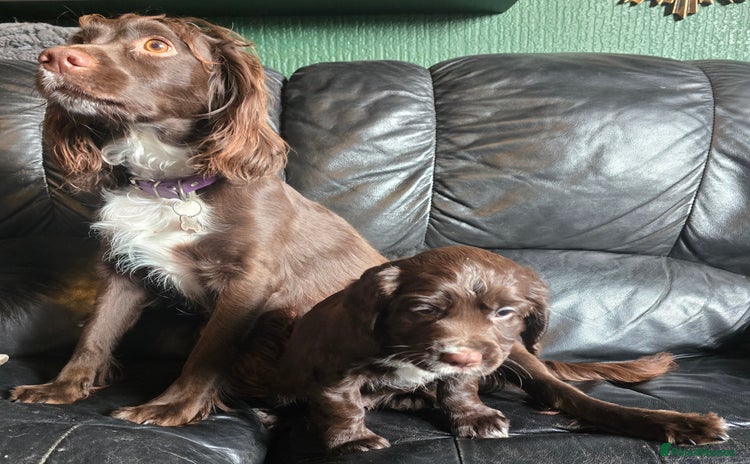 Sprocker dogs - Advert 3