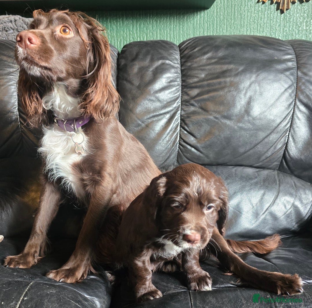 Sprocker dogs for sale: SPROKER- last boy from litter of 4(2 girls 2 boys) - Image 1