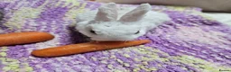 Mixed Breed rabbits for sale: 6 weeks old (25/6) Vienna and astrex gene last kit - Advert 8