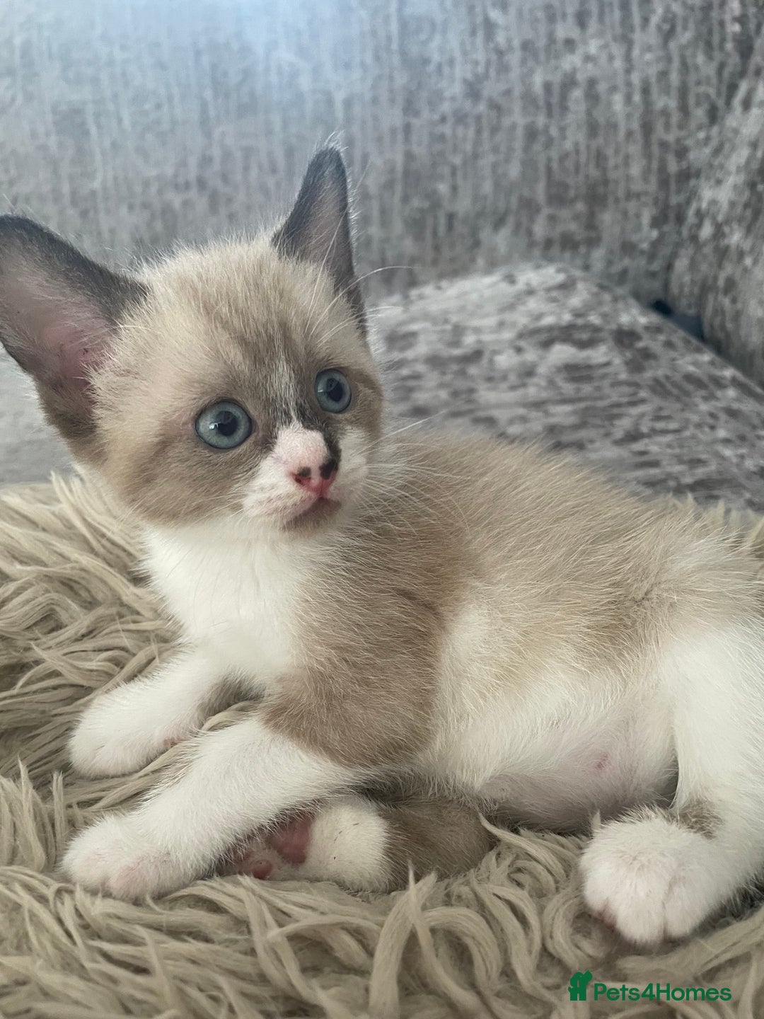 Snowshoe cats for sale: Half snow shoe kittens both male - Image 2