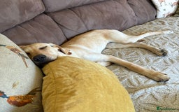 Mixed Breed dogs for adoption: Sika (Labrador/Pointer mix) - Image 17