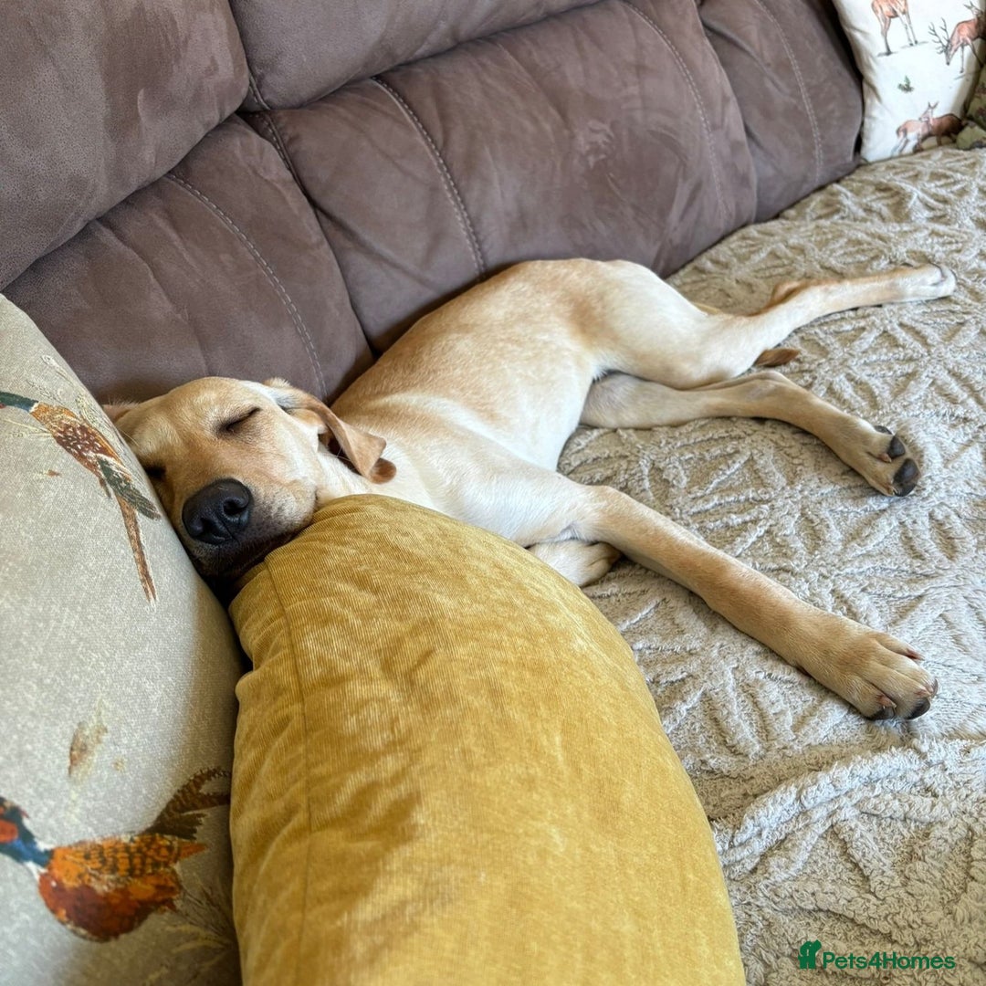 Mixed Breed dogs for adoption: Sika (Labrador/Pointer mix) - Image 17