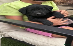 Labrador Retriever dogs for sale: Black/fox Labrador kc with 5 wks free insurance  - Image 7