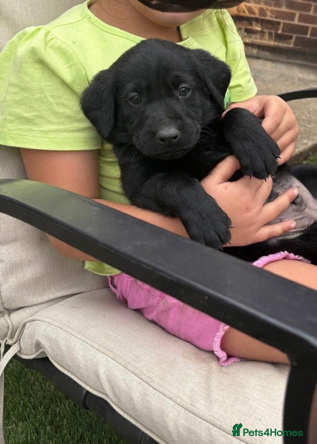 Labrador Retriever dogs for sale: Black/fox Labrador kc with 5 wks free insurance  - Image 7
