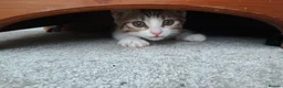Domestic Shorthair cats for sale: A brown tabby and white coat pattern  in Bilston - Advert 4