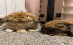 Mini Lop rabbits for sale: Mini lops for sale  - Image 3