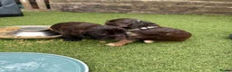 Cocker Spaniel dogs for sale: Liver (Chocolate) Working Cocker Spaniel Puppies - Advert 12