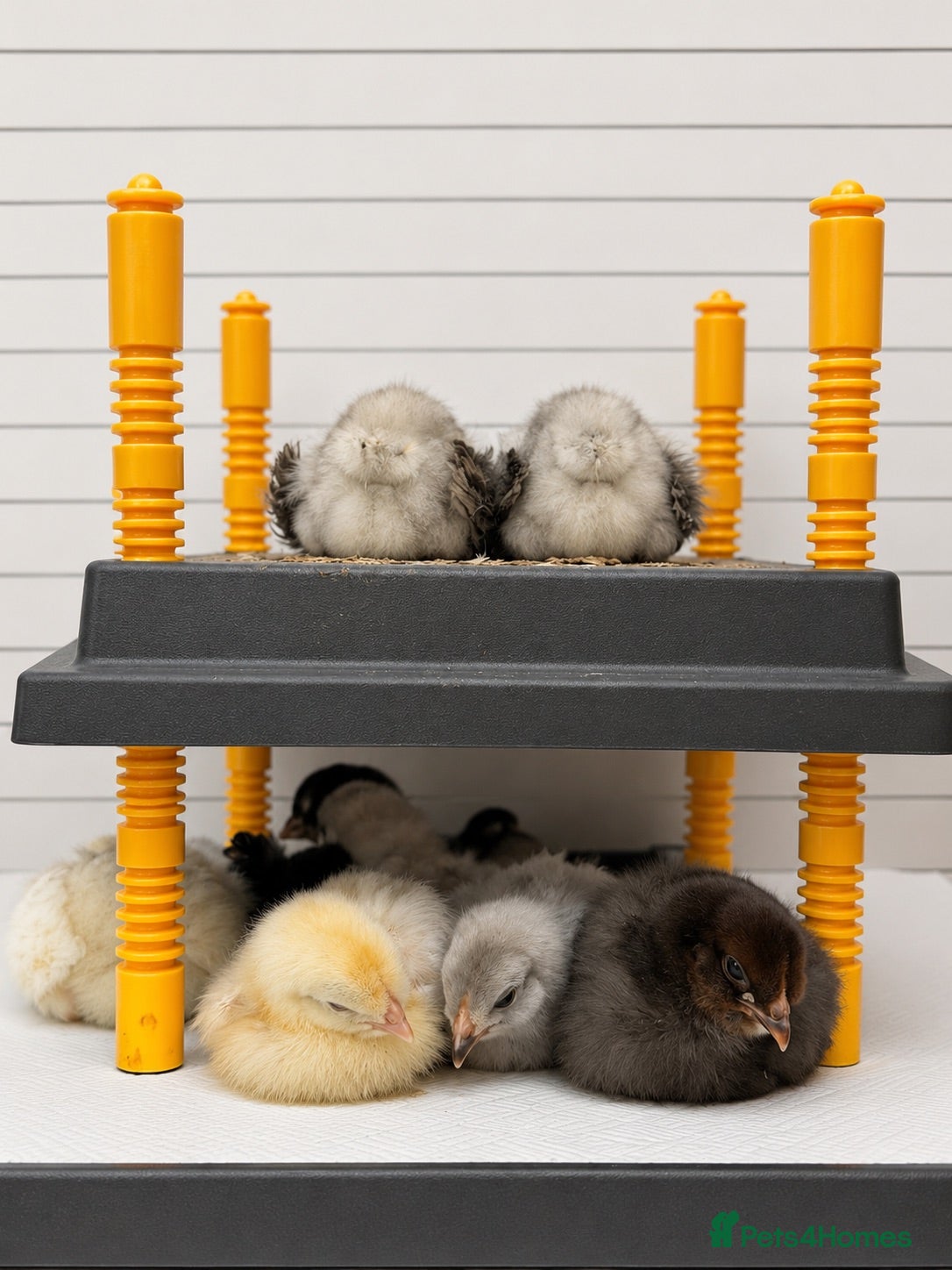 Chickens poultry 🐣 [Show-Quality & Healthy Chicks for Sale]  - Advert 7