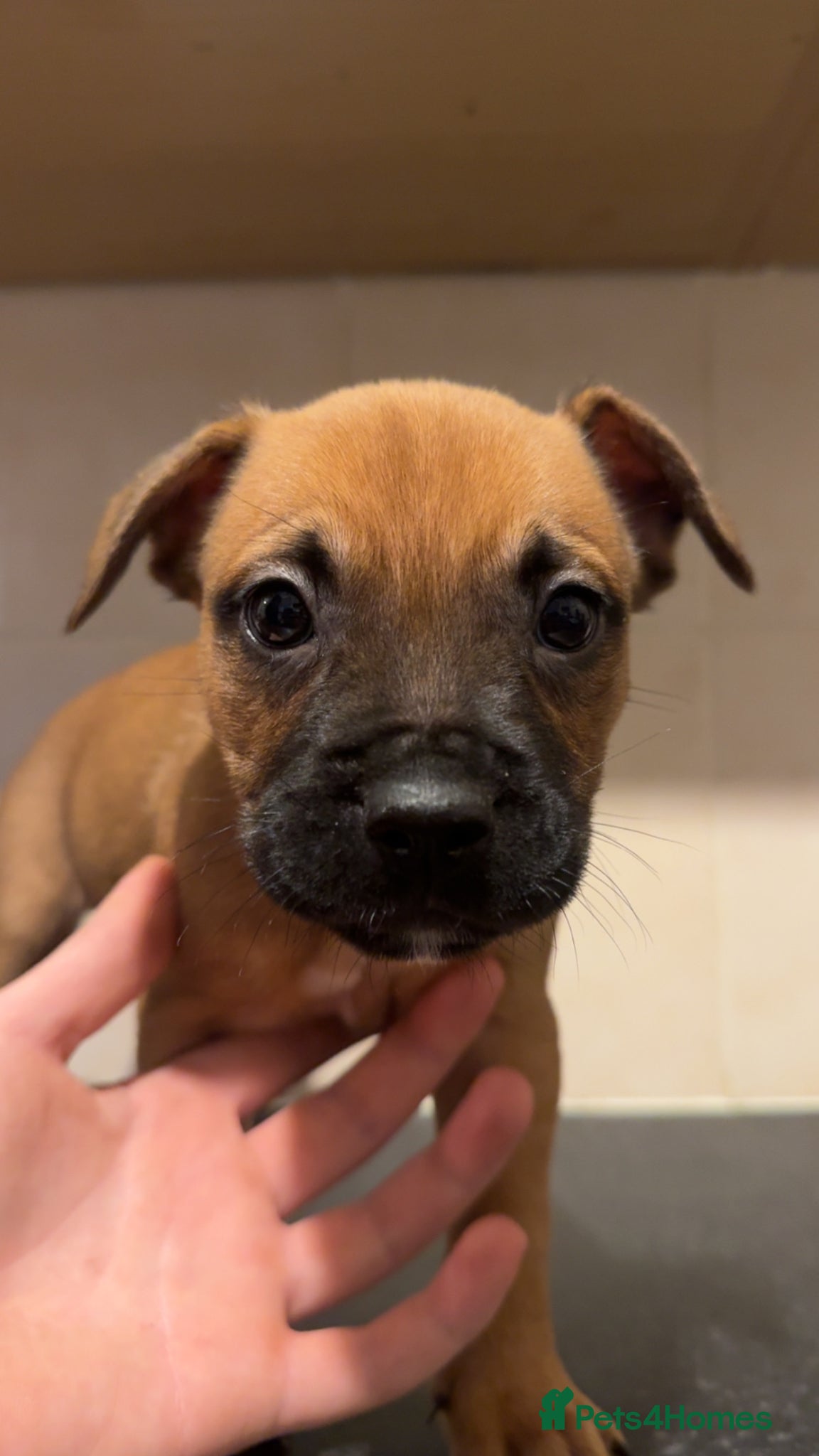 Mixed Breed dogs French ball dogs  - Advert 1