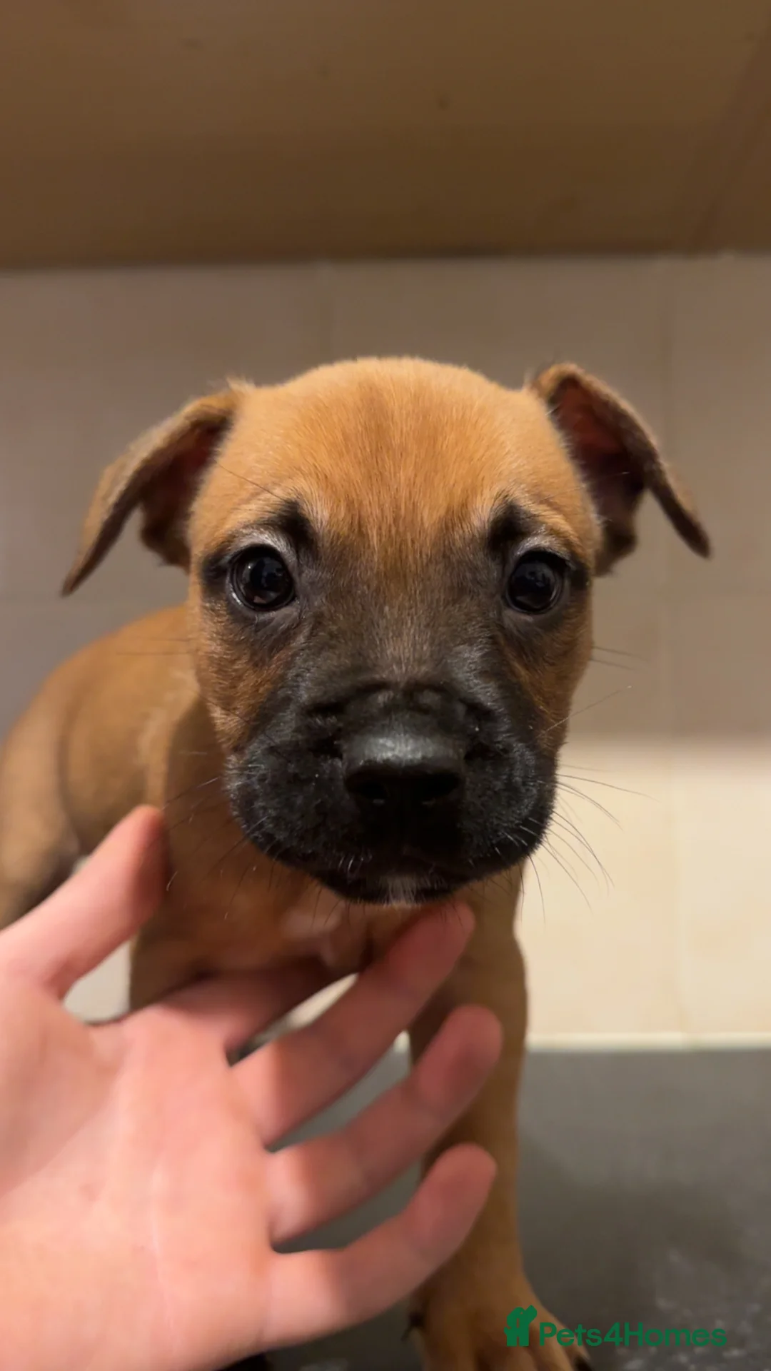 Mixed Breed dogs for sale: French ball dogs  - Advert 1