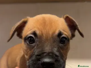 Mixed Breed dogs French ball dogs - Advert 1