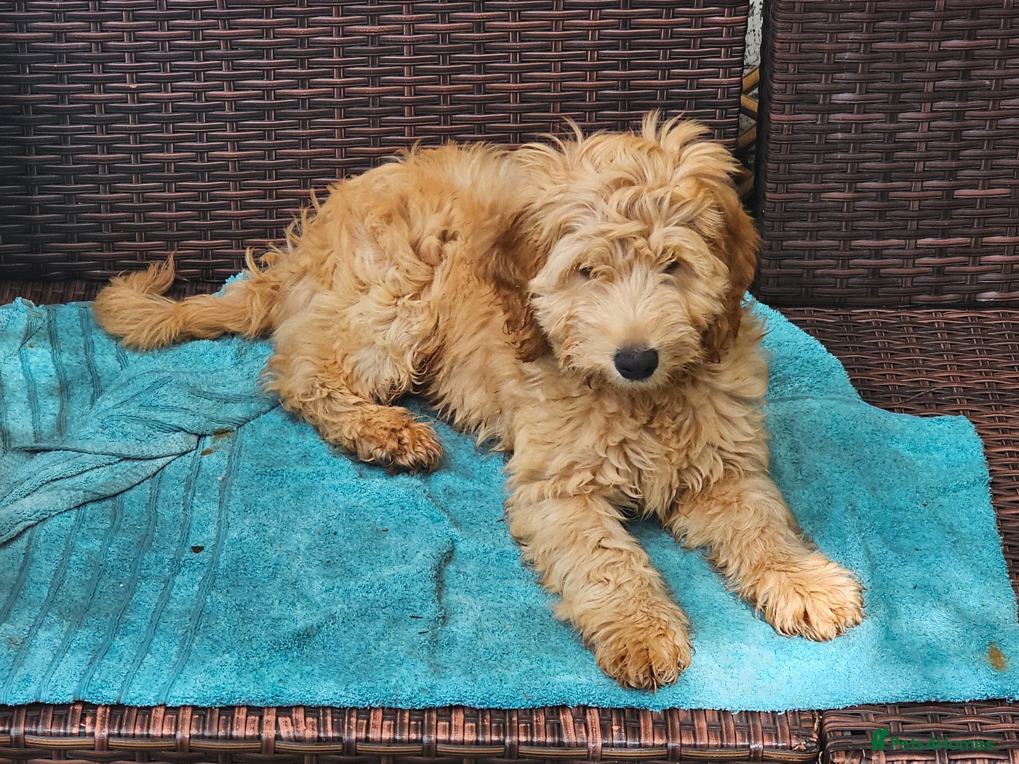 Cockapoo dogs Last Gorgeous Cockapoo Pup - Advert 18
