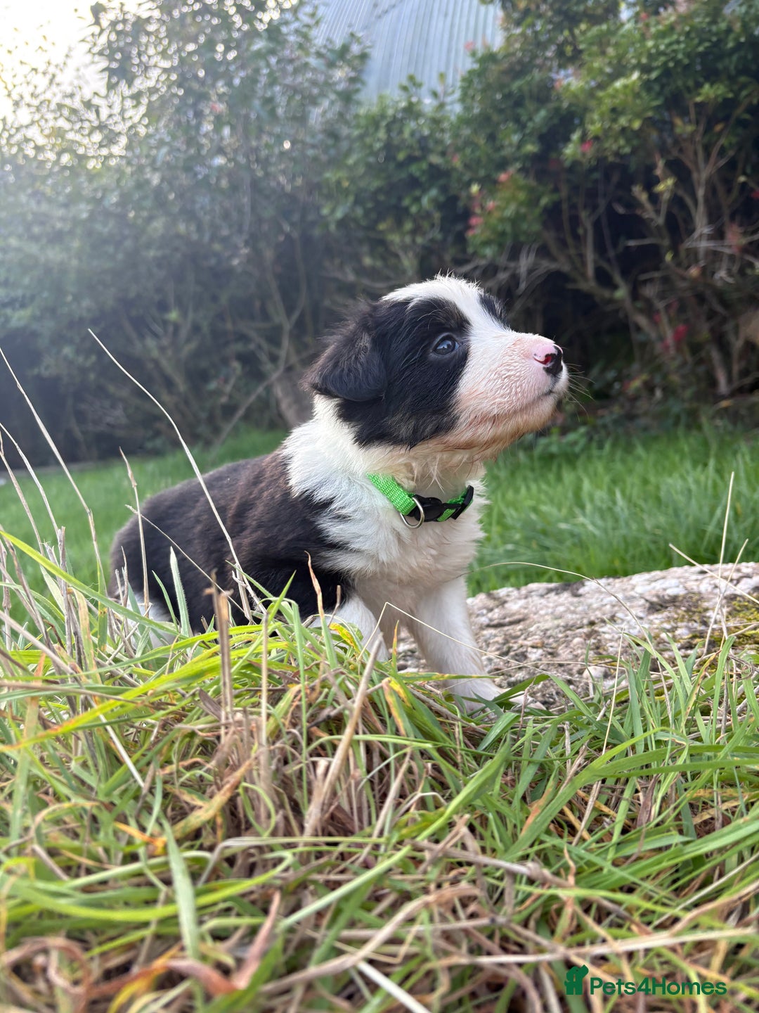 Bearded Collie dogs for sale: 🚨3/4 BEAUTIFUL BEARDIE PUPPIES 🚨 - Image 13