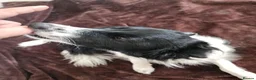 Border Collie dogs for sale: Mercedes in Telford - Advert 5