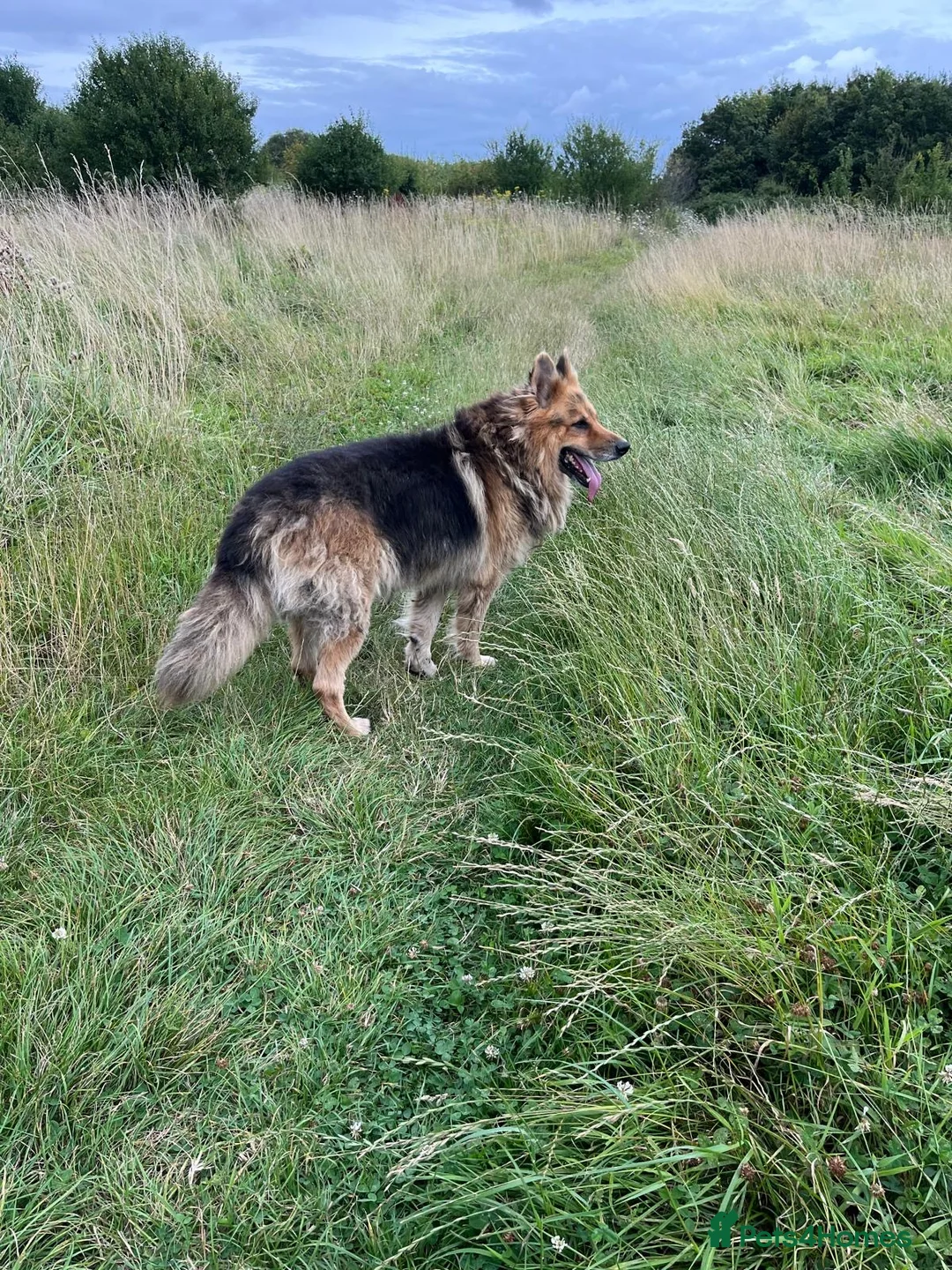 German Shepherd dogs for sale: German shepherd puppies  - Advert 20