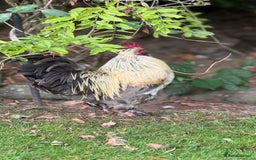 Chickens poultry for sale: 4 VERY HANDSOME HAND REARED SILKY MIX COCKERELS  - Image 4