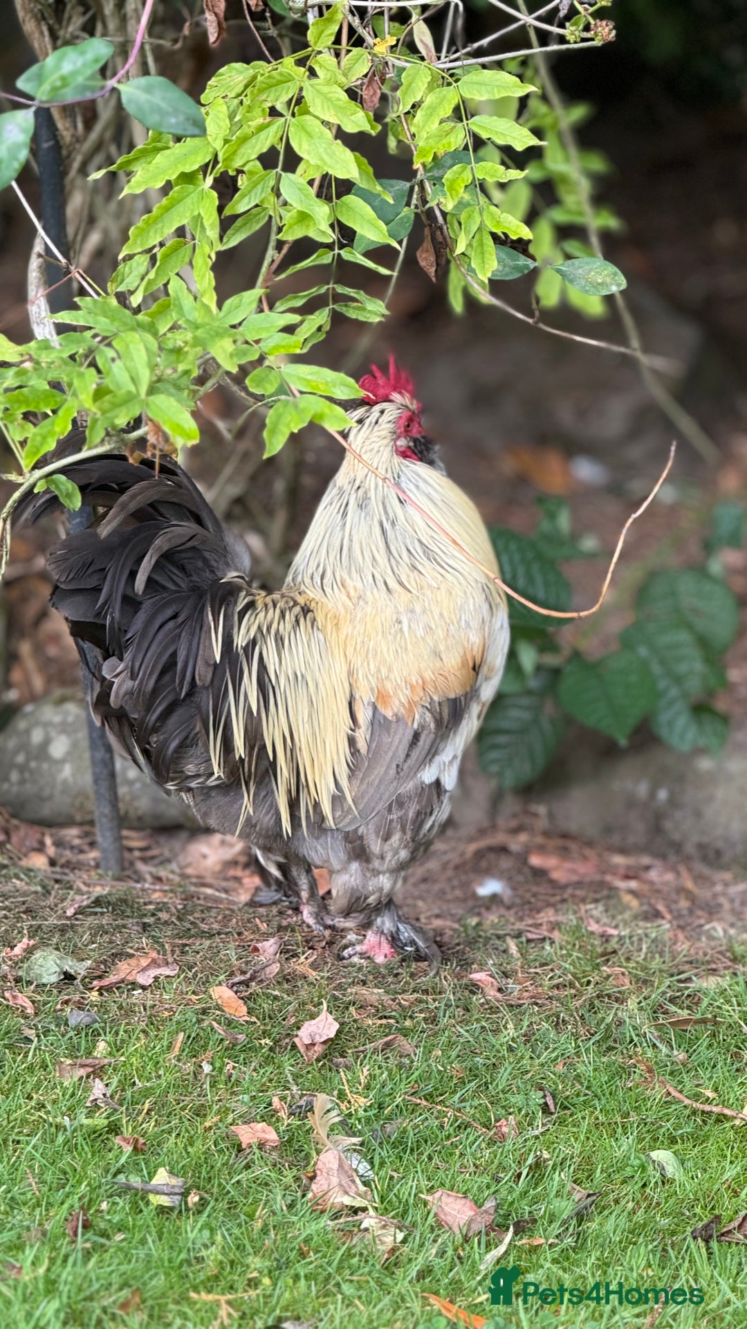 Chickens poultry for sale: 4 VERY HANDSOME HAND REARED SILKY MIX COCKERELS  - Image 4