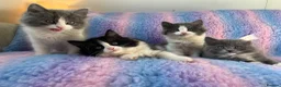 Mixed Breed cats for sale: Ragdoll cross tuxedo kittens for sale in Manchester - Advert 3