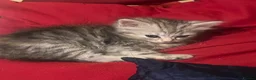 Mixed Breed cats for sale: 5 lovely kittens for sale  - Advert 13
