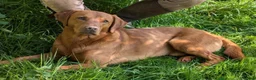 Labrador Retriever dogs for sale: DARK FOX RED KC LAB PUPS HEALTH TESTED 5* BREEDER - Advert 5