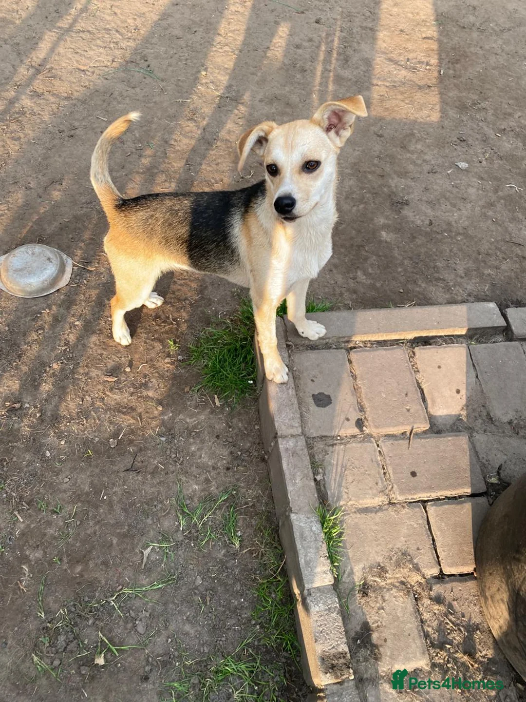 Mixed Breed dogs for adoption: ❤️CARAMEL- 11 months old low-medium sunshine girl - Advert 17
