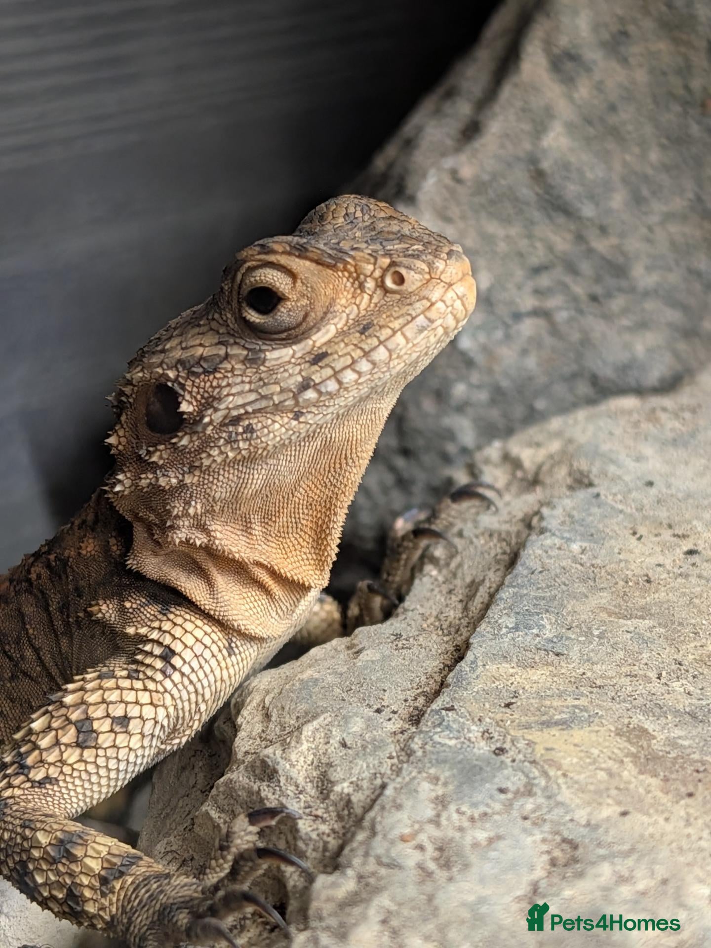 Mixed Breed reptiles for sale: Lizards and snakes - Advert 9