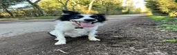Border Collie dogs for sale: Border collie - Advert 4