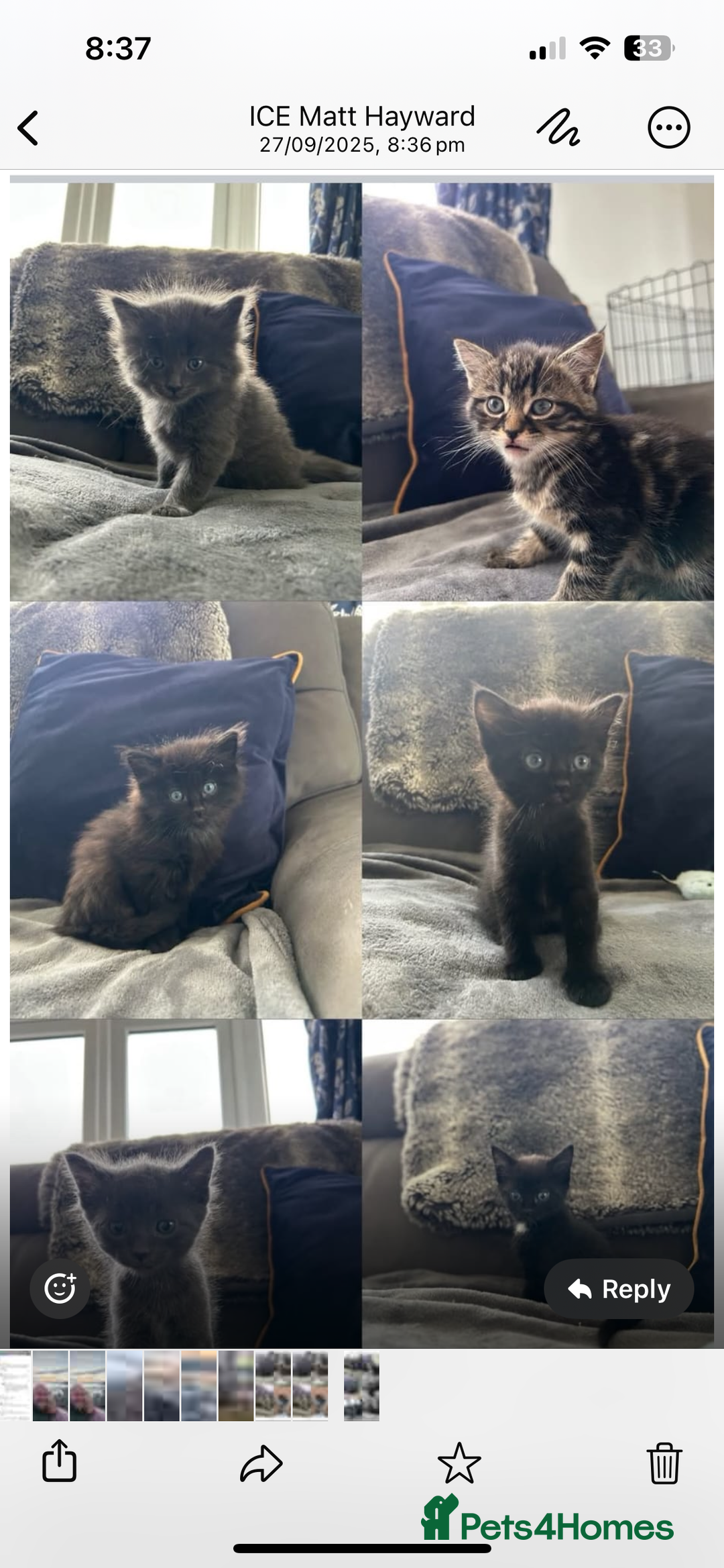Mixed Breed cats for sale: 4 beautiful black kittens for sale - Image 2