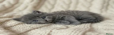 Ragdoll Kitten 1
