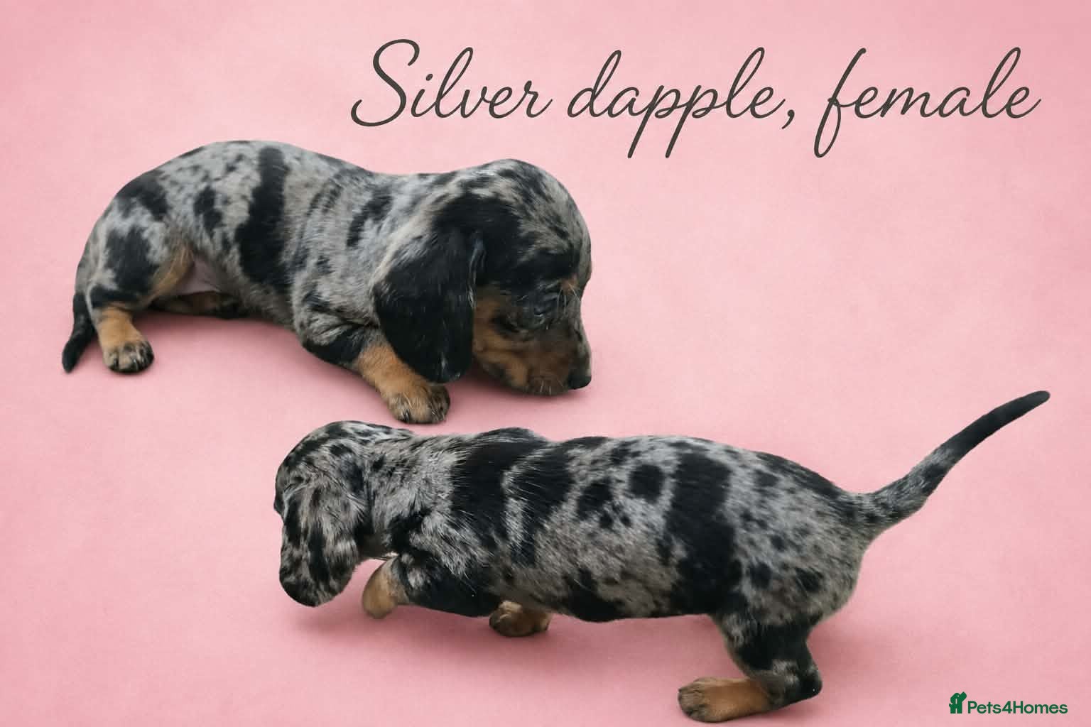Dachshund dogs Beautiful dachshund/sausage dog pups for sale  - Advert 2