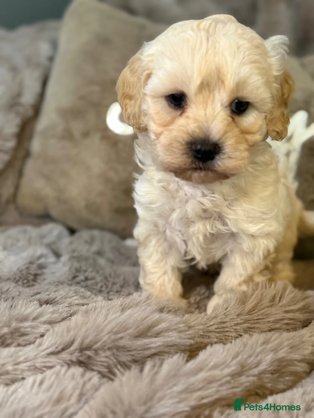 Cavapoochon dogs for sale: Stunning Cavapoochon  - Advert 1