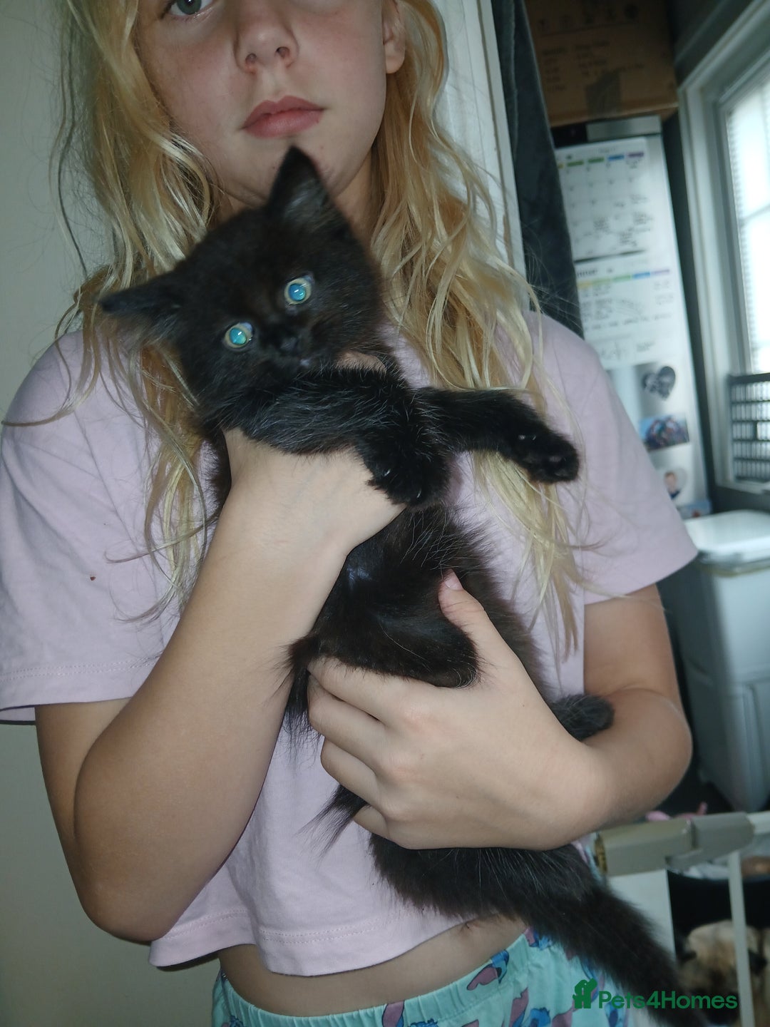 Mixed Breed cats for sale: 2 beautiful boys - Image 2